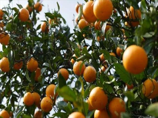 Laranja PÃªra